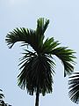 Areca catechu (Betel nut) leaves in RDA, Bogra