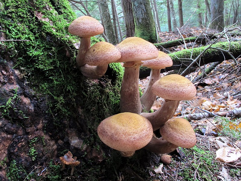 File:Armillaria solidipes Peck 680230.jpg