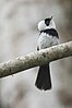 Pied Monarch