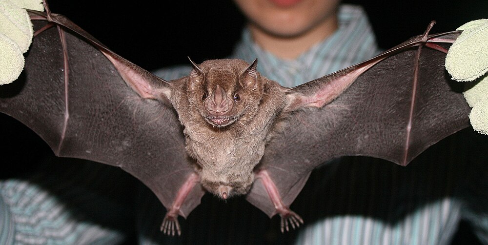 The average adult size of a Jamaican fruit bat is  (0' 4