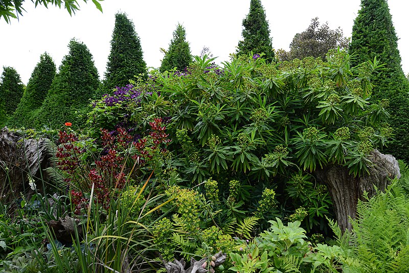 File:Arundel Castle Gardens, The Stumpery, ancient tree stumps from the Norfolk Estate 6 - geograph.org.uk - 5825619.jpg