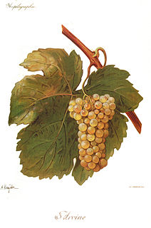 Petite Arvine Variety of grape