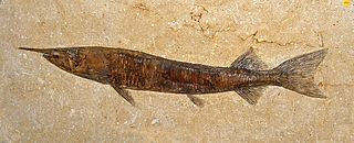 <i>Vinctifer</i> Extinct genus of fishes