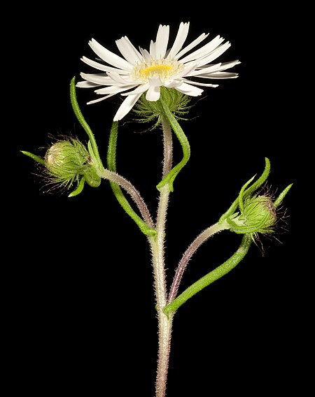 Asteridea pulverulenta