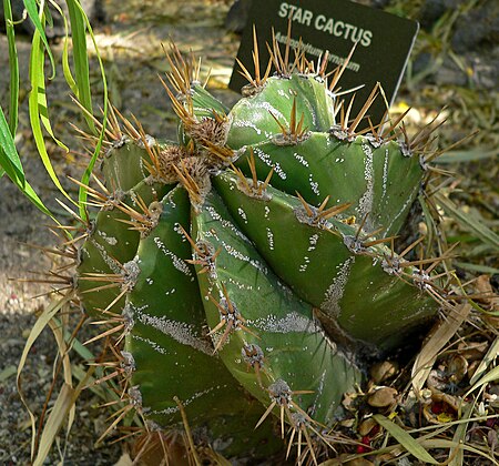 Astrophytum ornatum 3.jpg