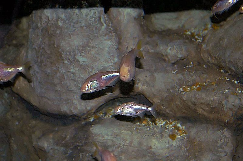 File:Astyanax fasciatus mexicanus 0zz.jpg