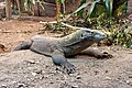 * Nomination Komodo Dragon (Varanus komodoensis) at Chester Zoo --Mike Peel 17:54, 4 July 2023 (UTC) * Promotion  Support Good quality. --Grunpfnul 18:44, 4 July 2023 (UTC)