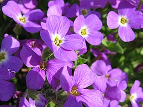 Aubrieta deltoidea