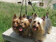 are silky terriers easy to train