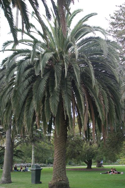 File:Australian palm tree.jpg