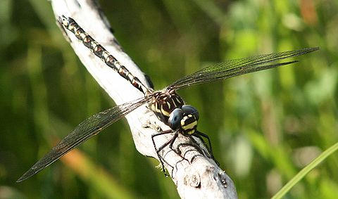 front view