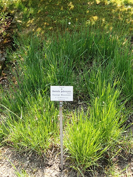 File:Avenula pubescens - Botanischer Garten München-Nymphenburg - DSC07801.JPG