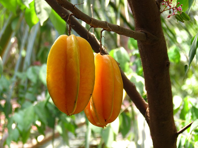 File:Averrhoa carambola Fruit.JPG