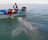 Pozorování velryb v El Vizcaíno lidmi, kteří se pokoušejí dostat do kontaktu se zvířetem. Toto jednání se silně nedoporučuje.