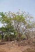 Terminalia mollis