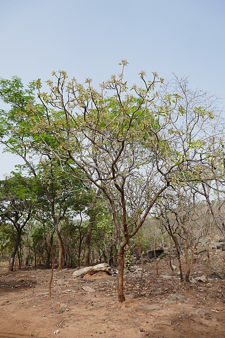 Bénin-Terminalia mollis (4).jpg