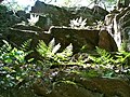 Ferns on ledges on climb up ravine at mid-point in Jericho Trail.