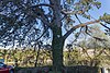 Bad Säckingen Natural Monument Black Pine.jpg