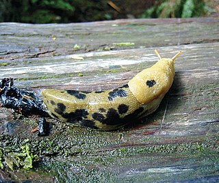 <span class="mw-page-title-main">Pacific Banana Slug</span> Species of slug found on the Pacific coast of North America known as the Pacific banana slug