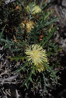 Banksia Purdieana.jpg