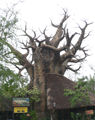 Baobab2.jpg