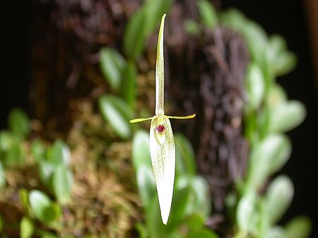 Barbosella cogniauxiana