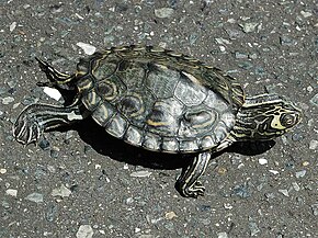 Descrierea imaginii Barbour's Map Turtle kame.jpg.