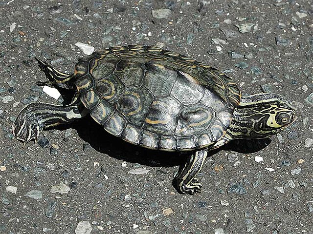 Description de l'image Barbour's Map Turtle kame.jpg.