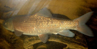 Algerian barb species of fish