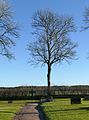 * Nomination Bare tree and cross at Prästtorp graveyard, Brastad. --W.carter 18:59, 5 December 2016 (UTC) * Promotion The shadow are really long on midday overthere, impressing. Good quality. --Basotxerri 19:07, 5 December 2016 (UTC) Oh yes, we have the Golden hour at noon right now. W.carter 19:14, 5 December 2016 (UTC)
