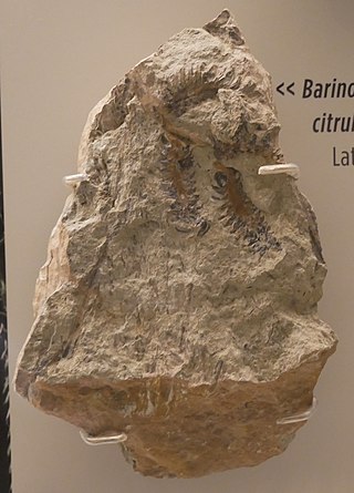 <i>Barinophyton</i> Extinct genus of plants