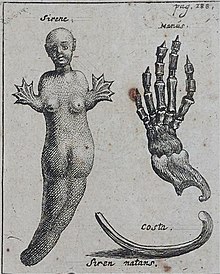 Bartholin's siren (1654). He came into the possession of its hand and ribs (shown right). Bartholin(Copenhagen1854)-Hist anat-p164a-siren-top.jpg