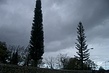 Two GSM base station antennas disguised as trees in Dublin, Ireland. BaseStationsBlorg.jpg