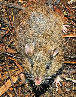 Hamiguitan hairy-tailed rat Species of rodent