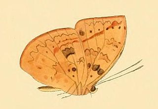 <i>Bebearia carshena</i> Species of butterfly