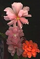 Begonia × tuberhybrida by David Besa.jpg
