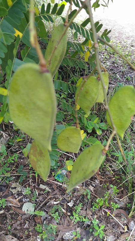 Biancaea sappan fruits.jpg