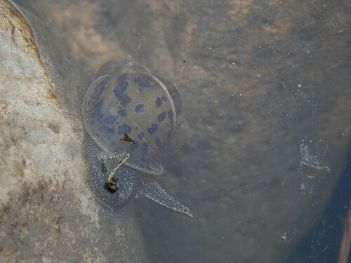 Unidentified Gastropod