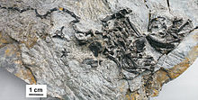 Bild1 Ur-Schildkröte Fossil.jpg