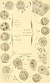 Biologisches Zentralblatt (1904) (20373286402).jpg
