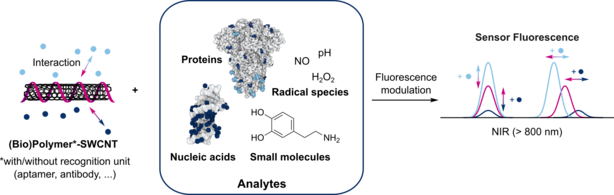 Optical biosensors with SWCNTs. The functionalization of SWCNTs with (bio)polymers leads to nanosensors for various molecules. The interaction with these molecules influences the NIR fluorescence of the SWCNTs. Biosensing.png