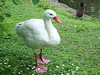 A coscoroba swan at the centre Bird at the centre.jpg