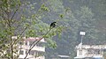 Birds of Nepal - Wiki Loves Birds 28.jpg