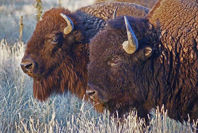 File:Bison Bison (15063661486).jpg