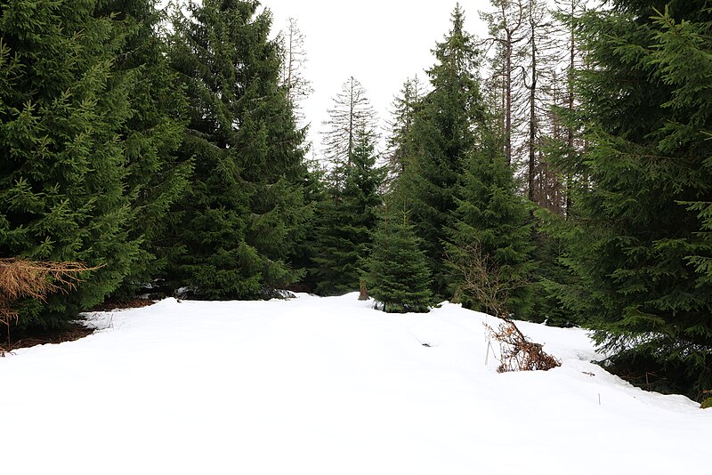 File:Black Forest National Park Baiersbronn 2020-03-11 10.jpg