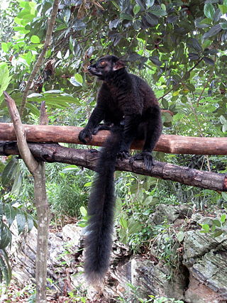 <span class="mw-page-title-main">Black lemur</span> Species of lemur