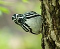 Thumbnail for File:Black and white warbler in CP (43465).jpg