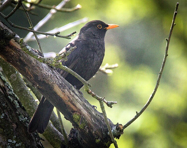 File:Blackbird (52824709968).jpg