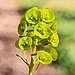Bloeiende Euphorbia amygdaloides var. Robbiae. 31-03-2021. (d.j.b).jpg