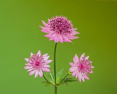 Bloem van een Astrantia major 'Roma'. 24-06-2021 (actm.) 01